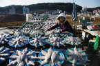 Korea Gijiang